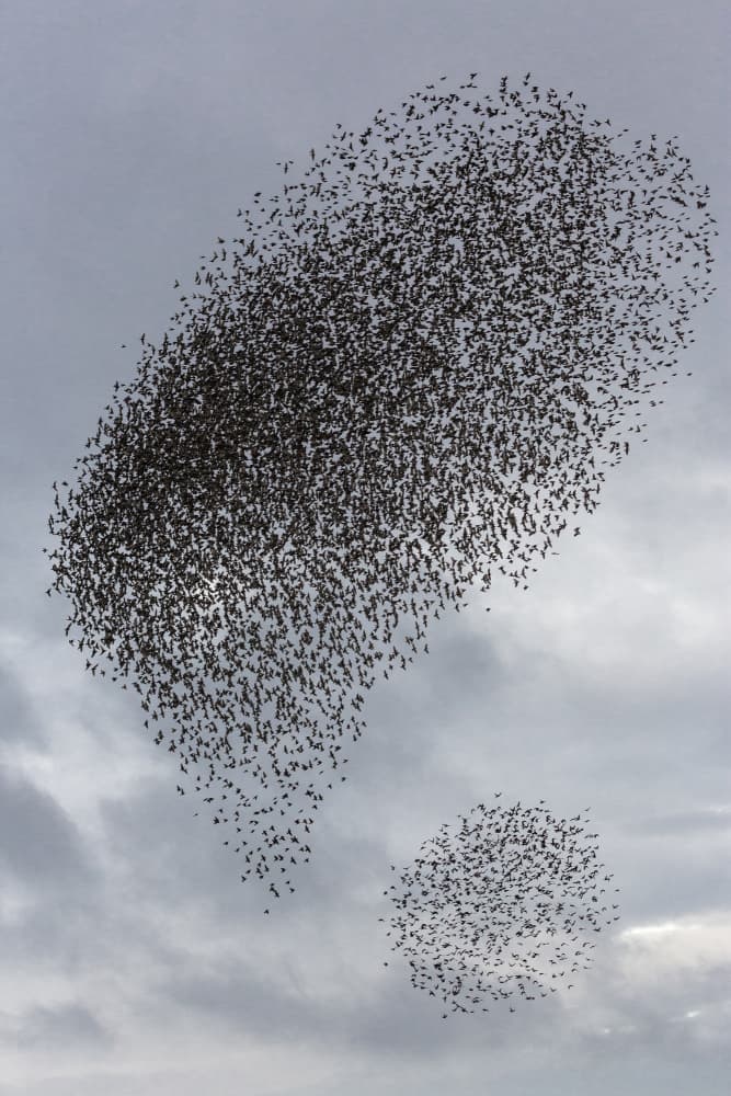 Starling Murmuration Sky by AiToR Badiola — canvas wall art