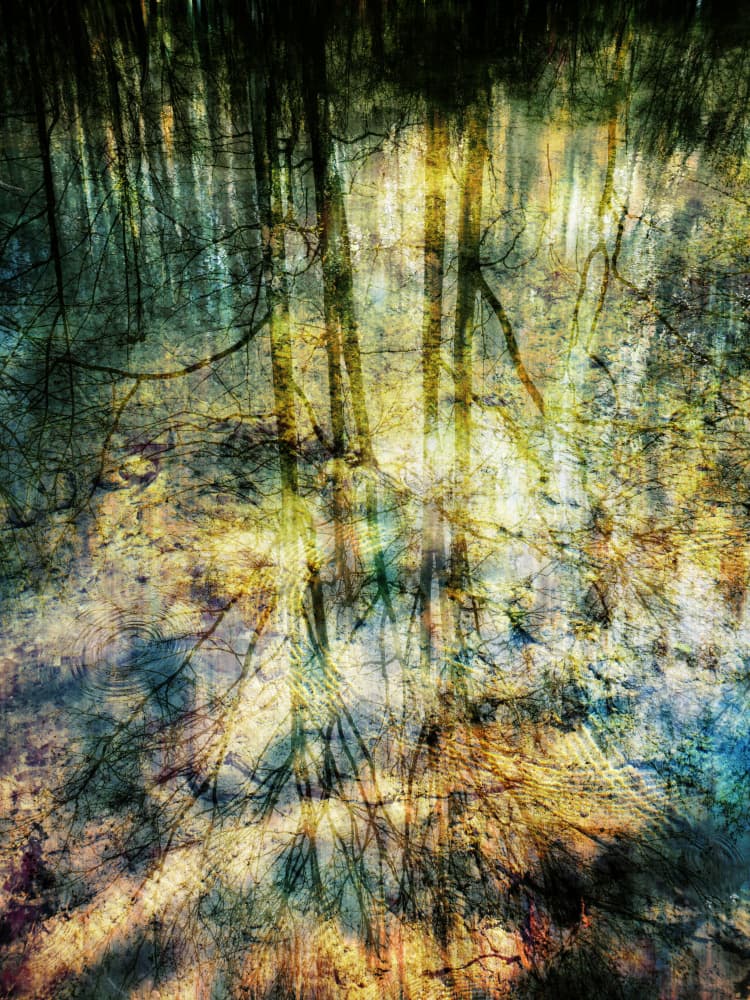 Abstract Forest Reflections by Angelo Cerantola — canvas wall art