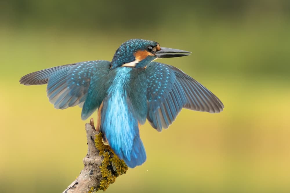 Kingfisher Wings Spread by Damian Stopczynski — canvas wall art