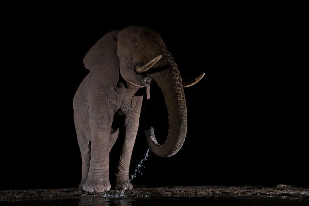 Elephant Drinking At Night by Marco Pozzi — canvas wall art