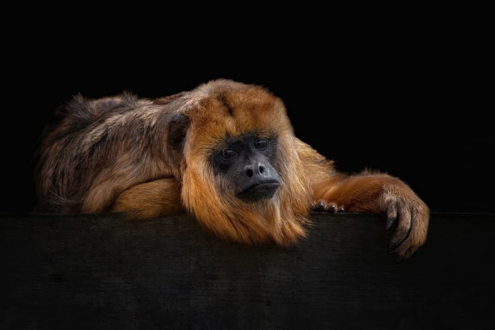 Pensive Howler Monkey by Mathilde Guillemot — canvas wall art