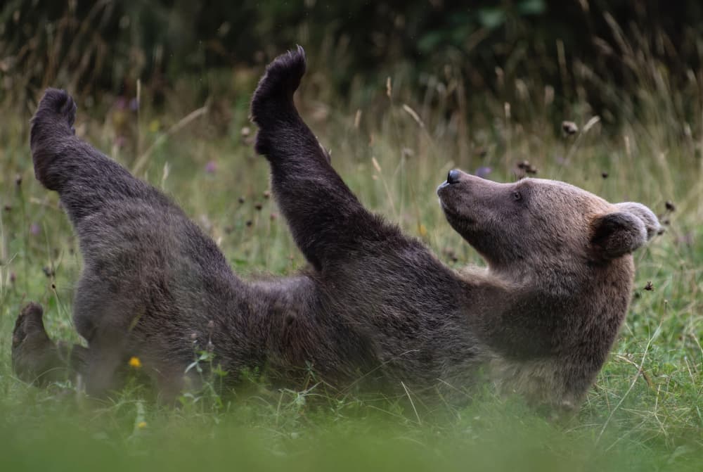 Playful Brown Bear by Jure Kravanja — canvas wall art