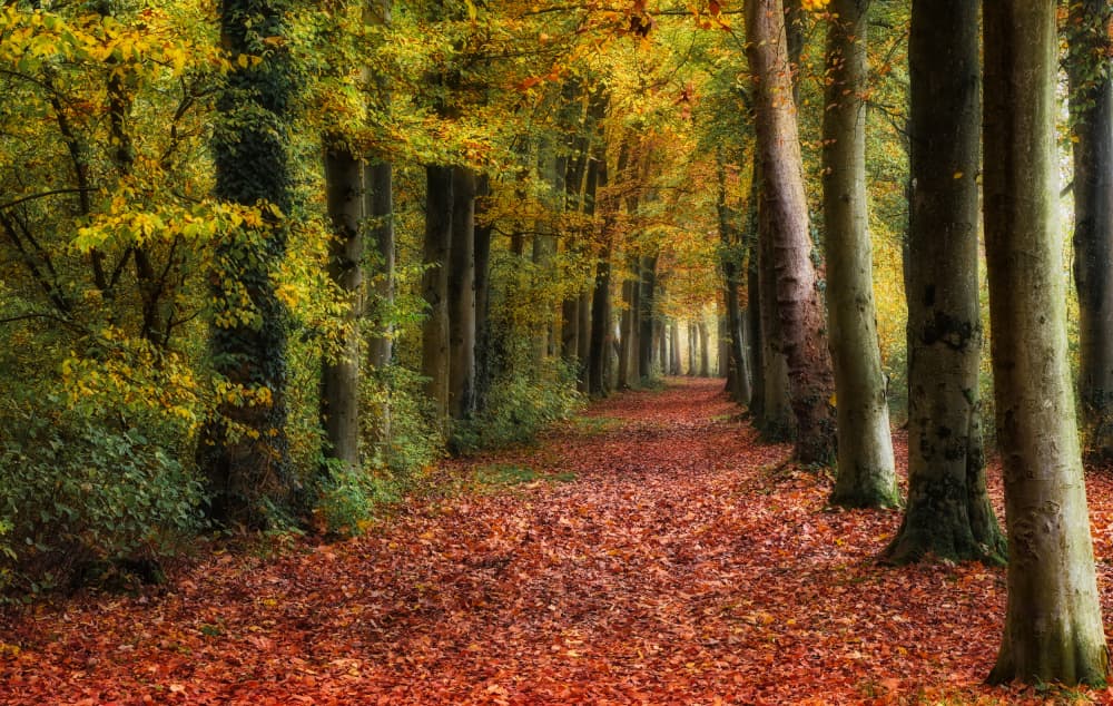 Autumn Forest Path by Hilda van der Lee — canvas wall art