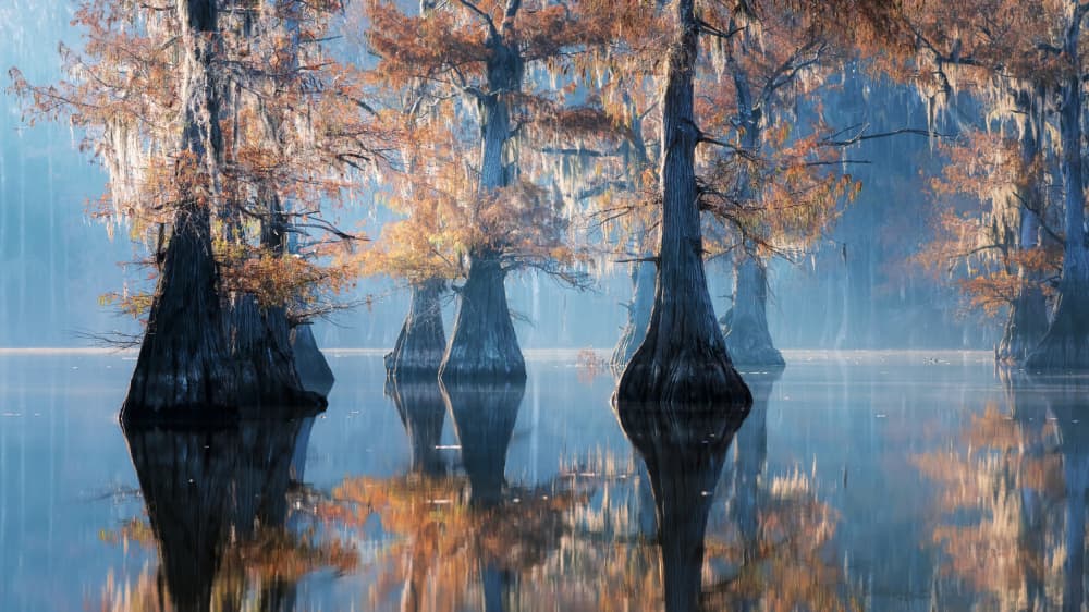 Misty Cypress Reflections by Willa Wei — canvas wall art