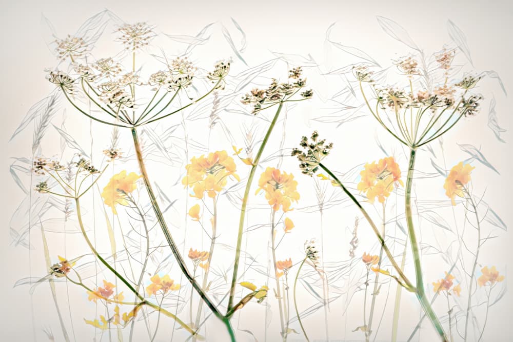 Delicate Botanical Sketches by brigitte van krimpen — canvas wall art