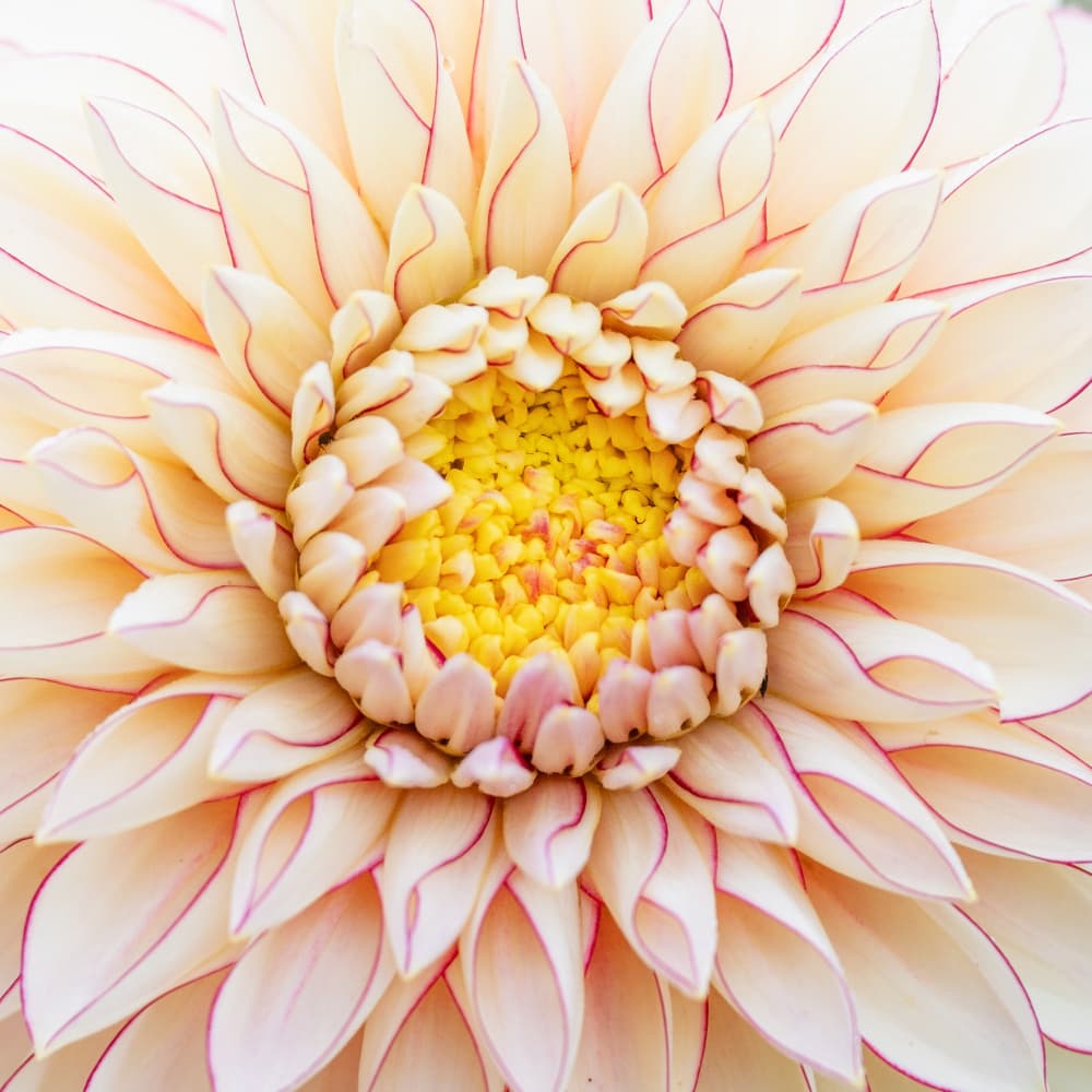 Delicate White Dahlia by Johan Lennartsson — canvas wall art