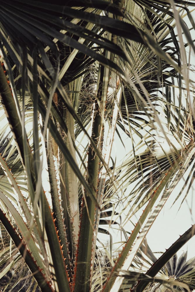 Spiky Palm Fronds by Pictufy Studio III — canvas wall art