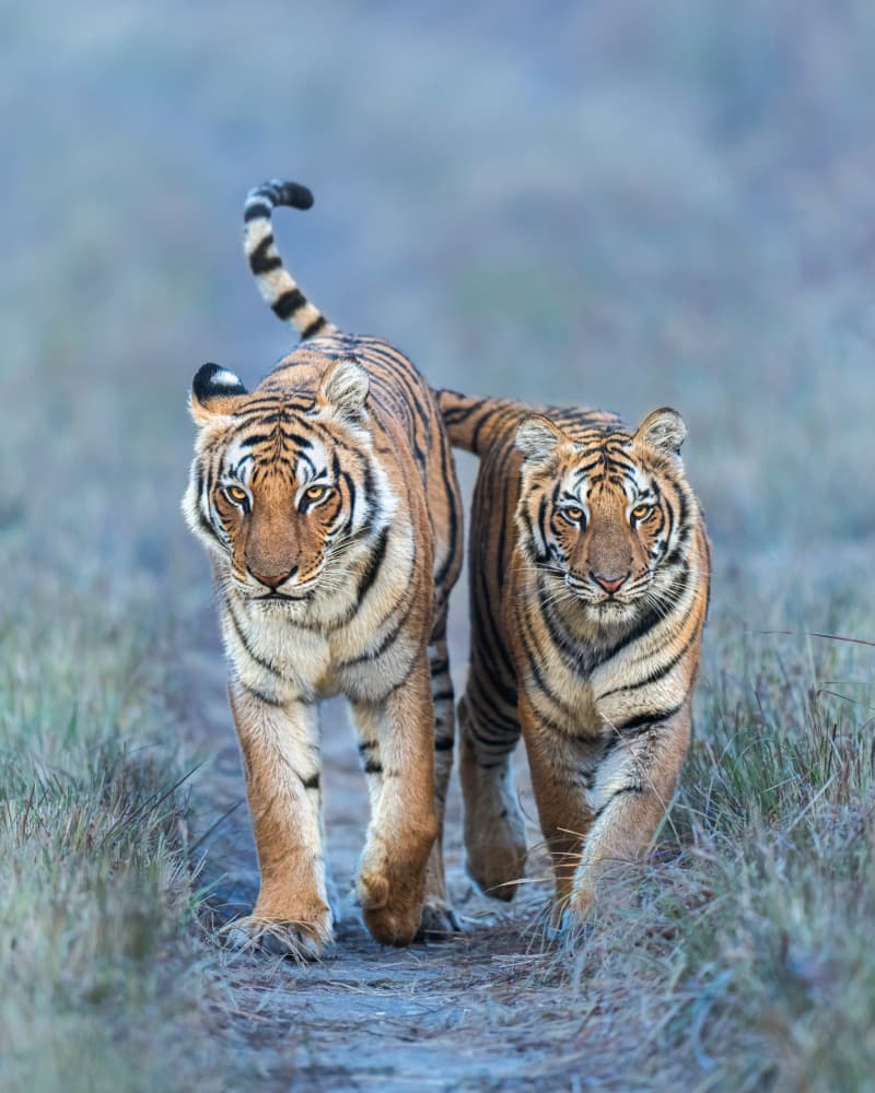 Wild Tiger Family by Yogesh Bhatia — canvas wall art