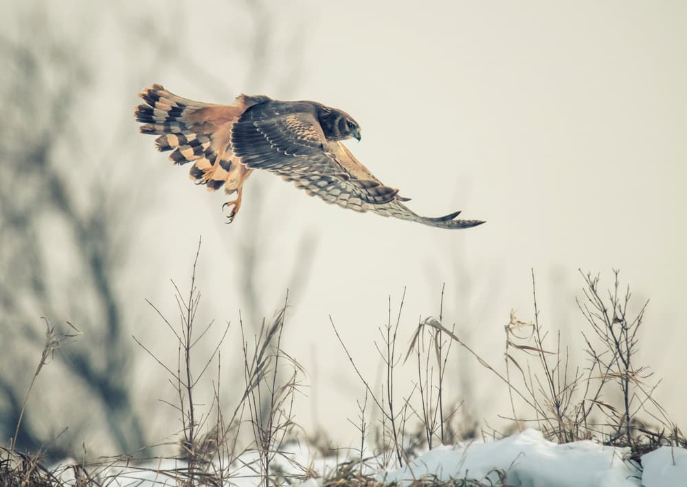 Winter Hawk Flight by Yu Cheng — canvas wall art