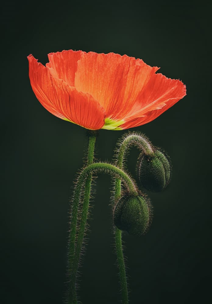 Poppy Bloom With Buds by Ben.C.L — canvas wall art