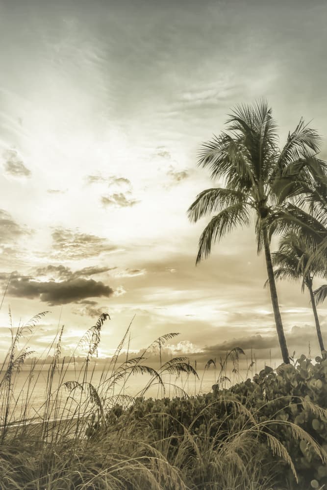 Tropical Sunset Palms by Melanie Viola — canvas wall art