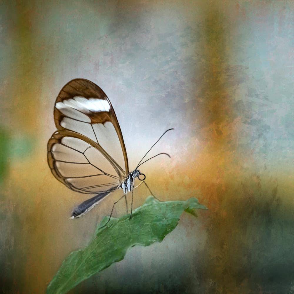 Ethereal Glasswing Butterfly by Hardik Pandya — canvas wall art