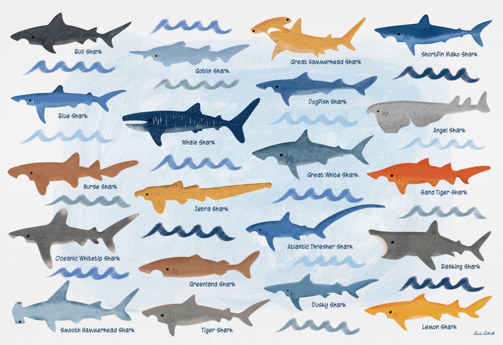 Oceanic Shark Species by Carrie Cantwell — canvas wall art