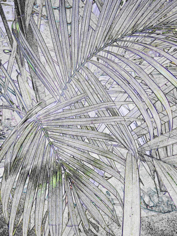 Tropical Leaf Sketch by Santhosh ch — canvas wall art