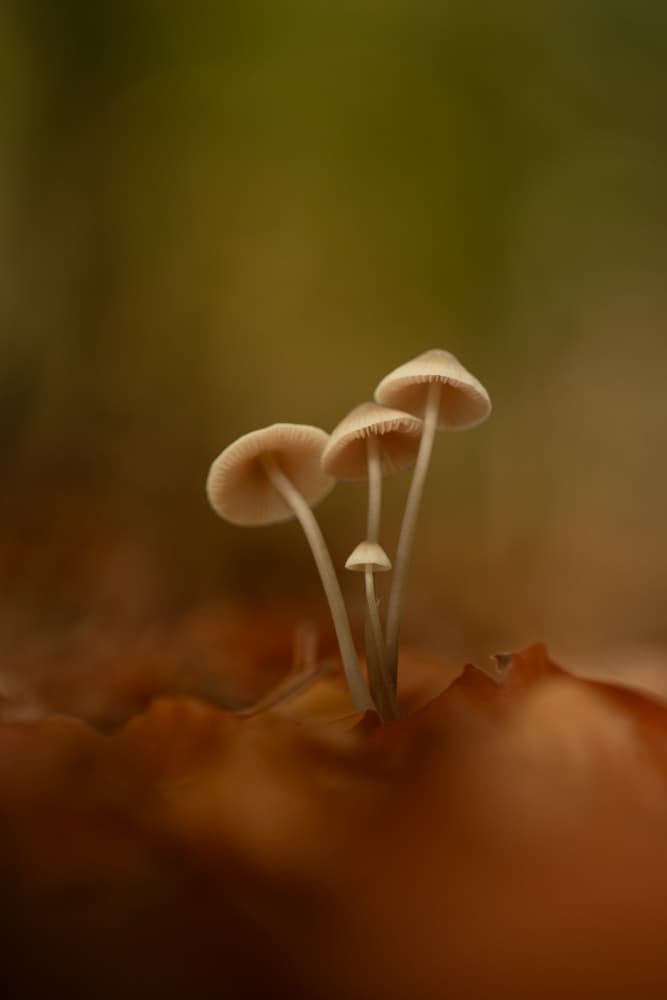 Tiny Forest Mushrooms by Daan de Vos — canvas wall art