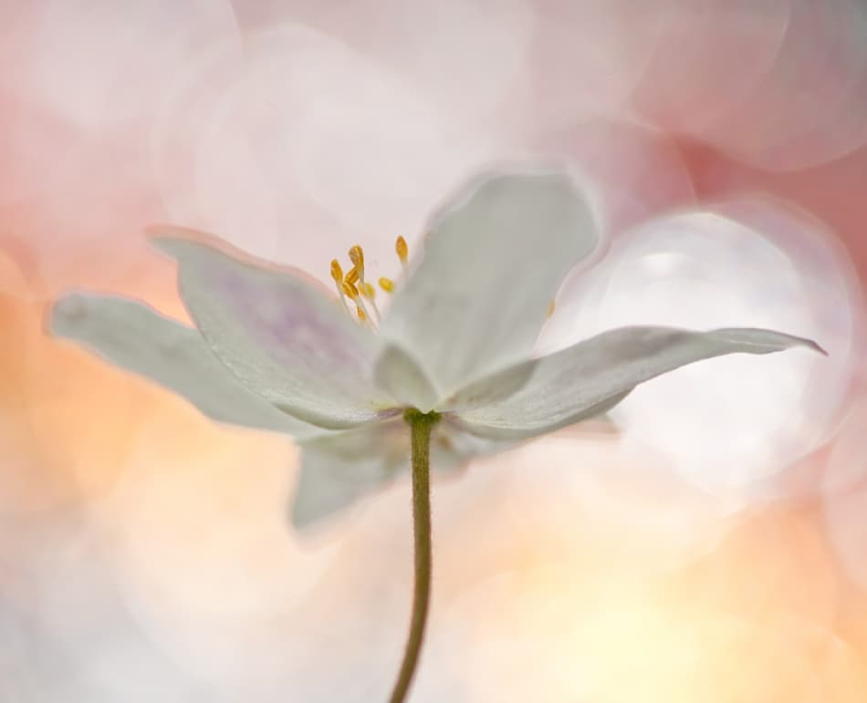 Delicate White Bloom by Bee Thalin — canvas wall art