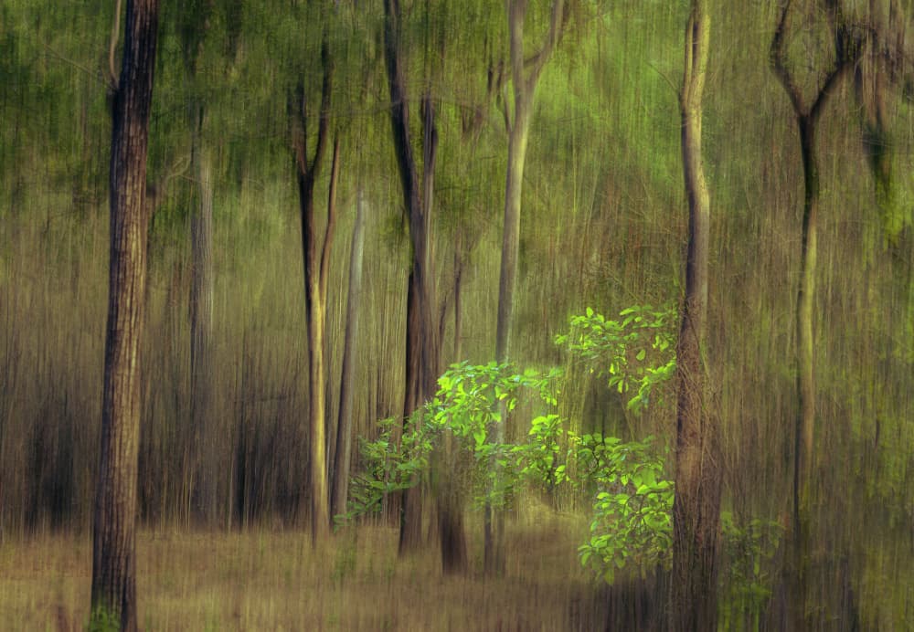 Dreamy Green Forest by Anita Singh — canvas wall art