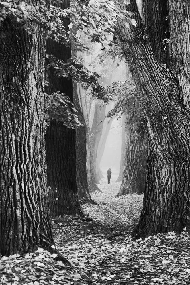 Misty Forest Path by Marchevca Bogdan — canvas wall art