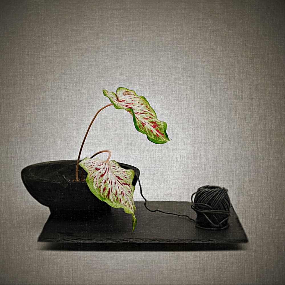 Caladium and Black Yarn by Saskia Dingemans — canvas wall art