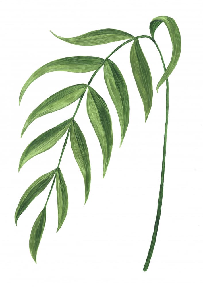Tropical Palm Leaf by Rosana Laiz Blursbyai — canvas wall art