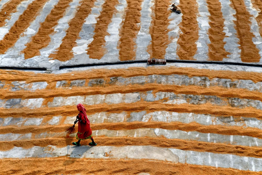 Sun Drying Grain by Shaibal Nandi — canvas wall art