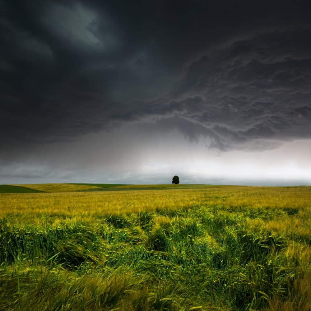 Dramatic Sky Lone Tree by Nicolas Schumacher — canvas wall art