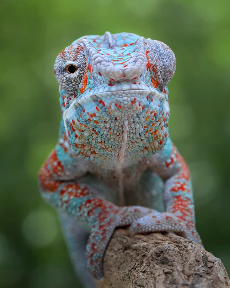 Curious Panther Chameleon by Tantoyensen — canvas wall art