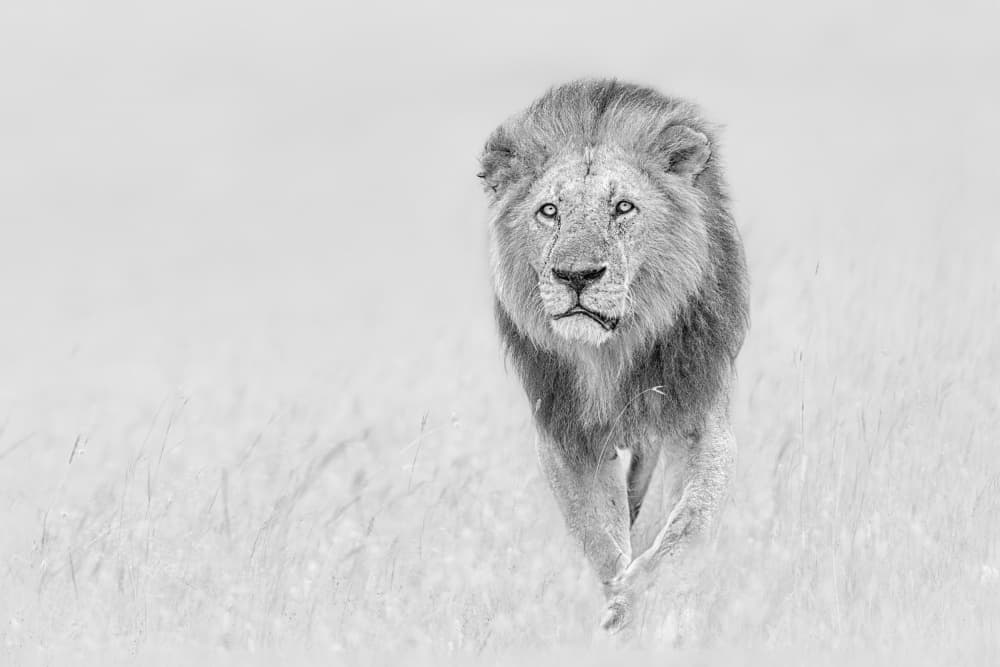 Majestic Lion Walk by Jun Zuo — canvas wall art