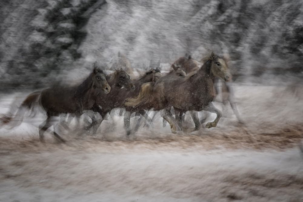 Wild Horses Galloping by Milan Malovrh — canvas wall art