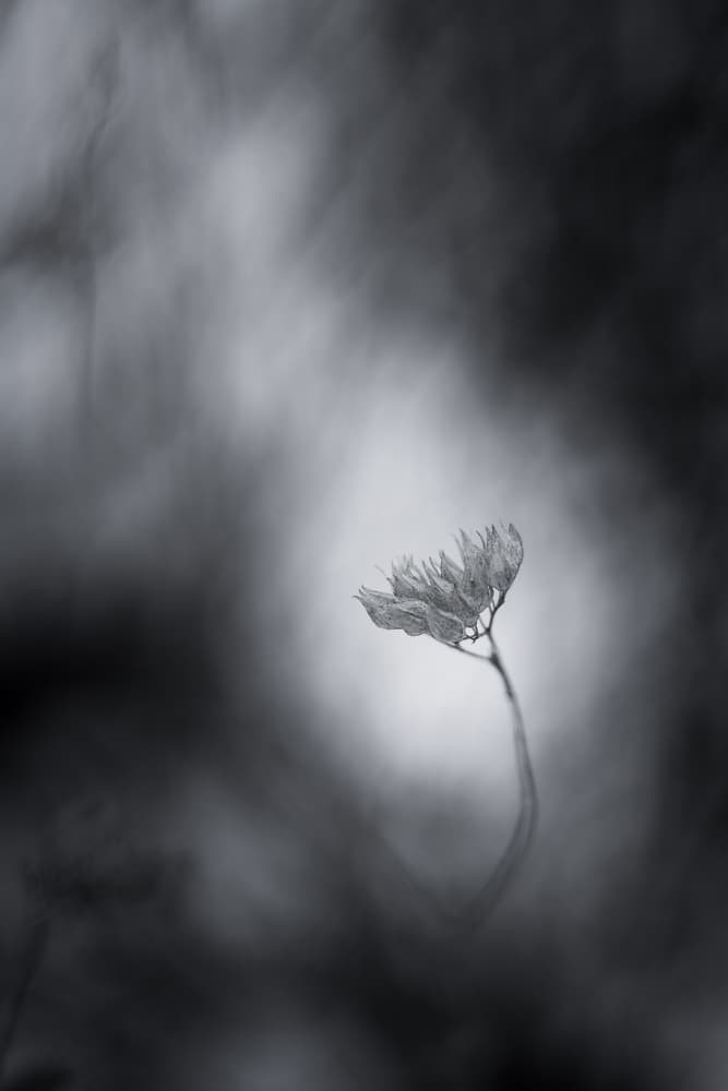 Ethereal Dried Flower by Dusan Ljubicic — canvas wall art