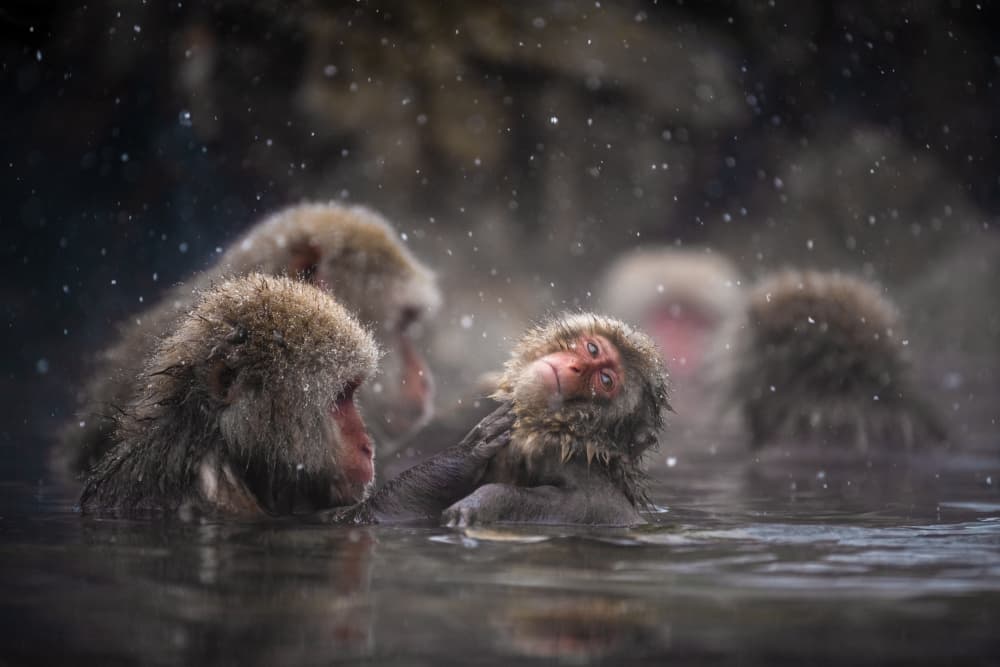 Snow Monkeys Bathing by Joanna W — canvas wall art