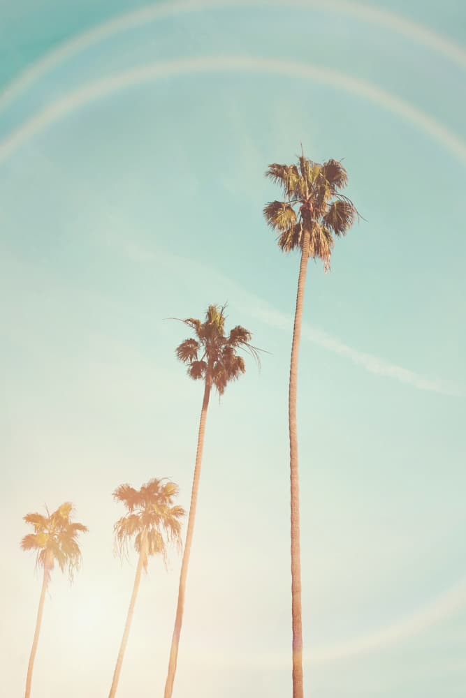 Sunny Cali Palm Tree by Kathrin Pienaar — canvas wall art