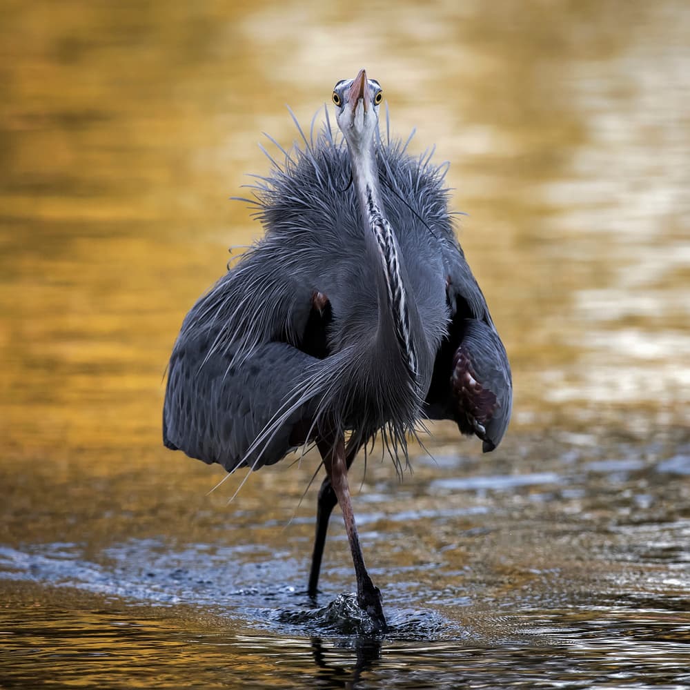 Fluffy Blue Heron Wading by David H Yang — canvas wall art