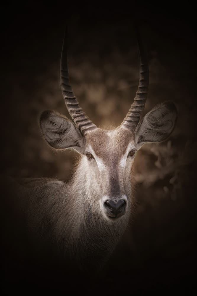 Waterbuck's Deep Gaze by alberti Patrick — canvas wall art