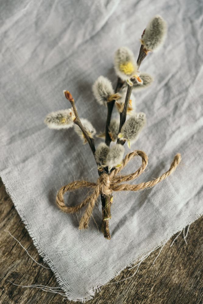 Rustic Pussy Willow Branches by Javier Pardina — canvas wall art