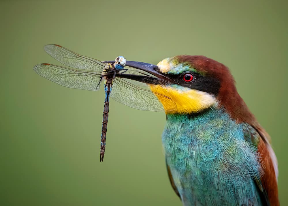 Bee-eater With Dragonfly by Annie Poreider — canvas wall art