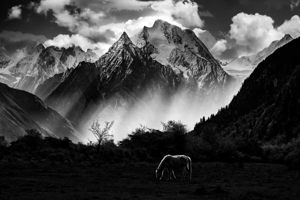 Black and White Mountain Horse by Chao Feng 天馬 — canvas wall art