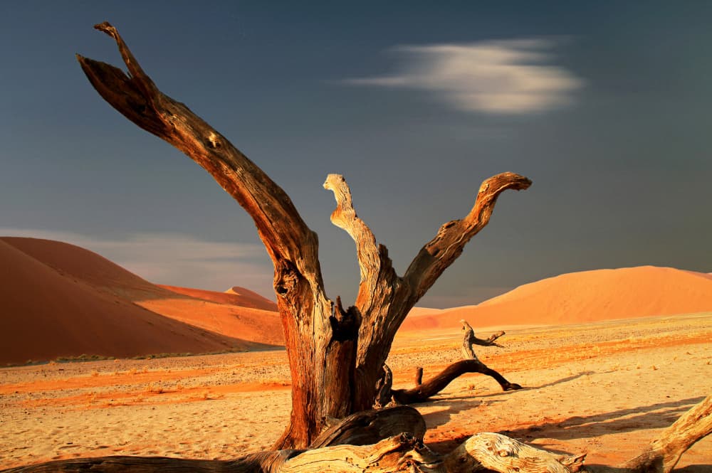 Ancient Desert Tree by Hans-Wolfgang Hawerkamp — canvas wall art