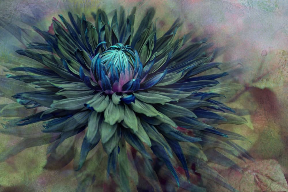 Moody Teal Dahlia by Jacky Parker — canvas wall art