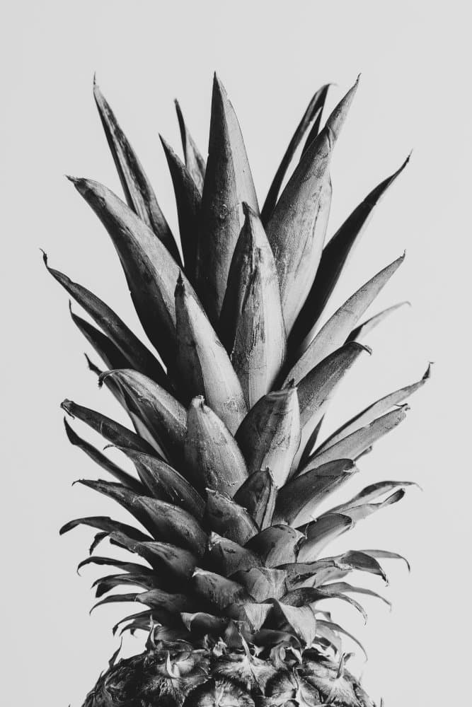 Black White Pineapple by Pictufy Studio III — canvas wall art