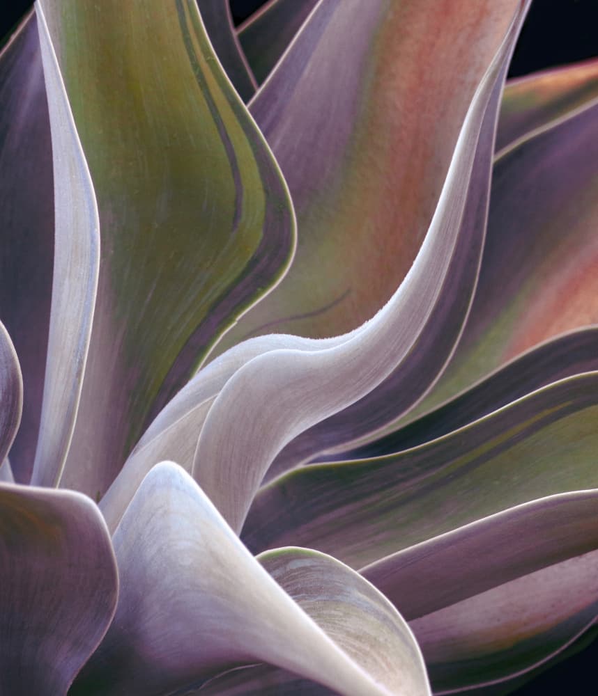 Elegant Succulent Curves by Robin Wechsler — canvas wall art