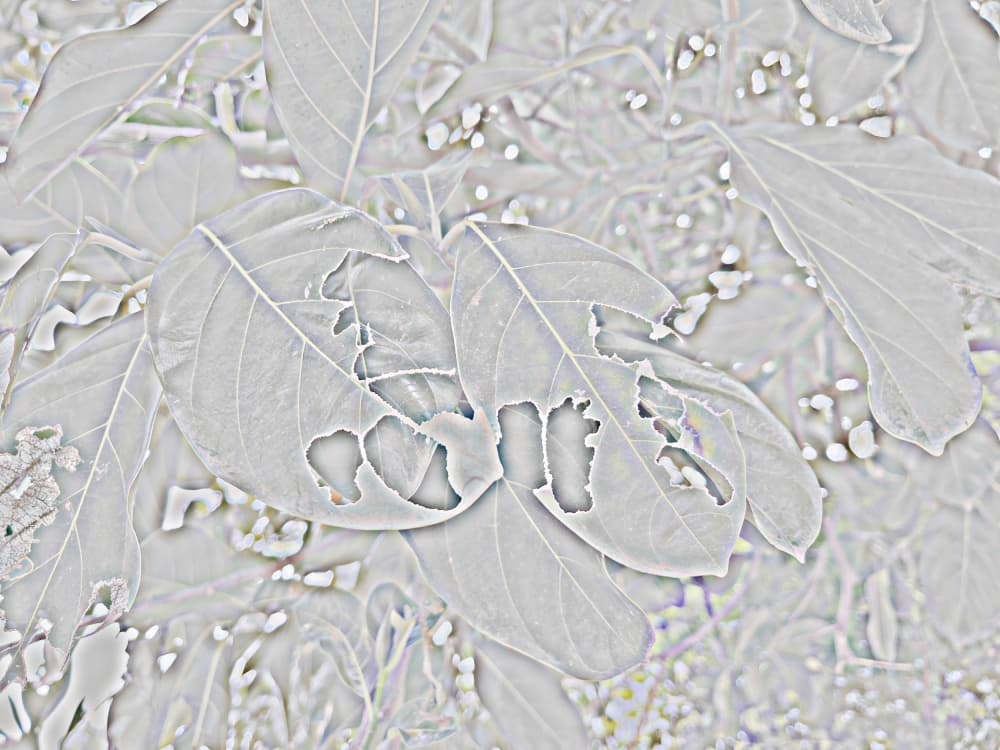 Damaged Leaf Details by Santhosh ch — canvas wall art