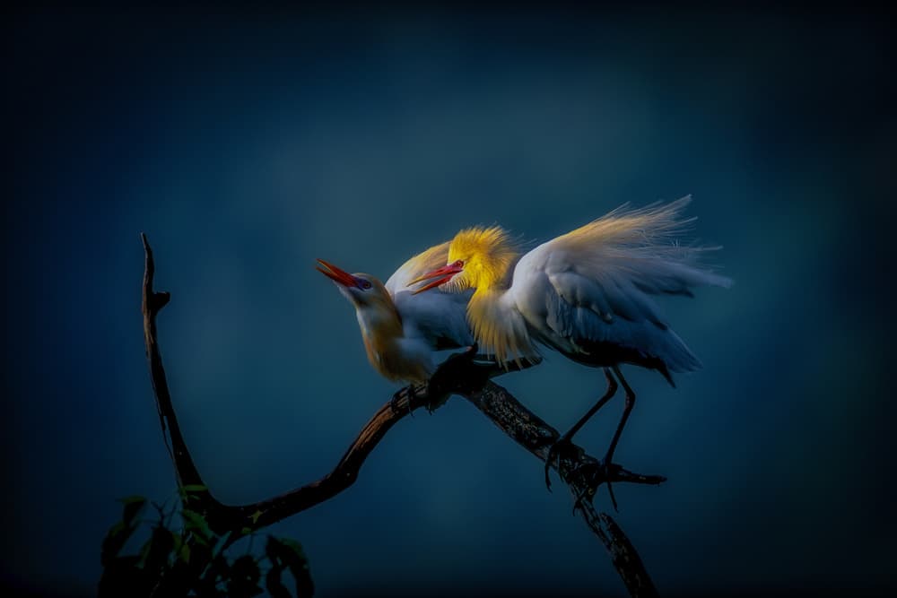 Pair of Elegant Egrets by Takafumi Yamashita — canvas wall art