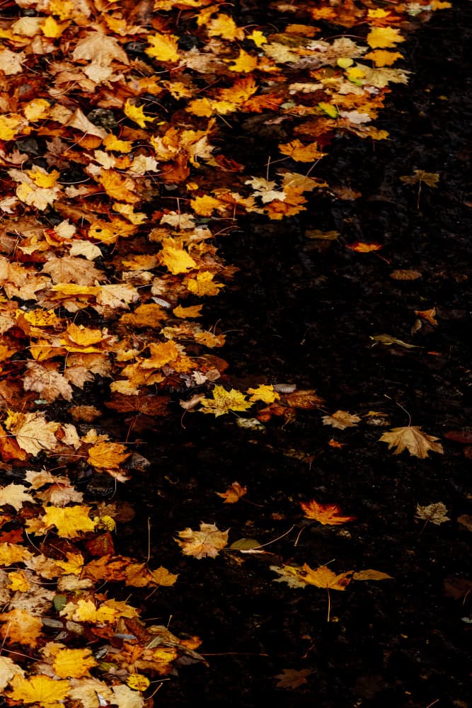 Sea of Leaves 1 by Mareike Böhmer — canvas wall art