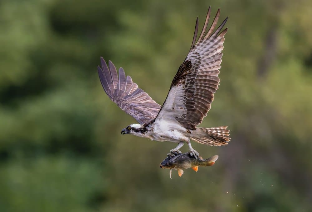 Osprey's Catch in Flight by Donald Luo — canvas wall art