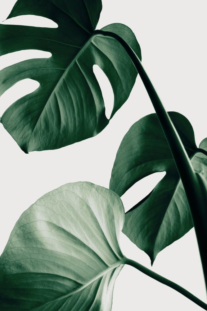 Lush Monstera Leaves by Pictufy Studio III — canvas wall art