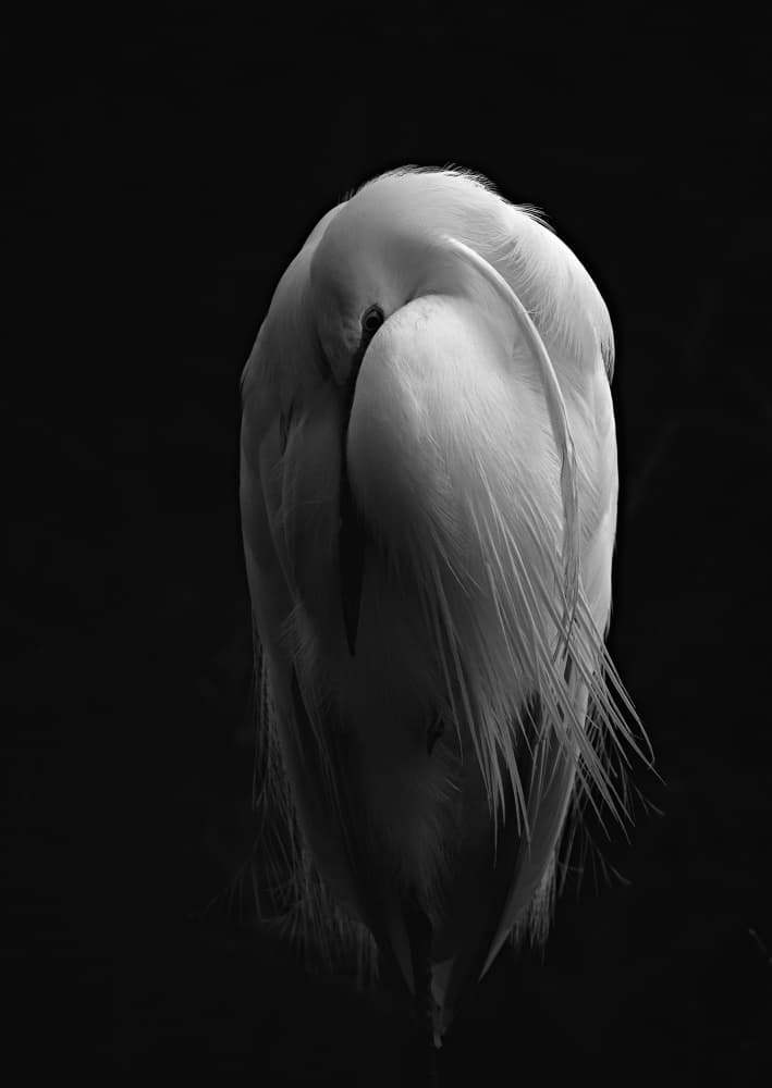 Peaceful White Egret by Stuart Williams — canvas wall art