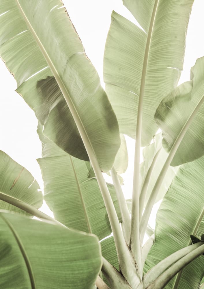 Verdant Leafscape by Shot by Clint — canvas wall art