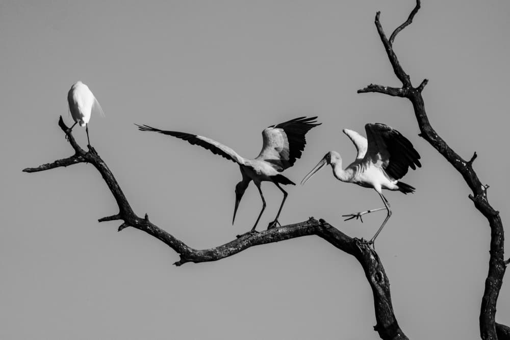 Three Birds Branch by Etienne Steenkamp — canvas wall art