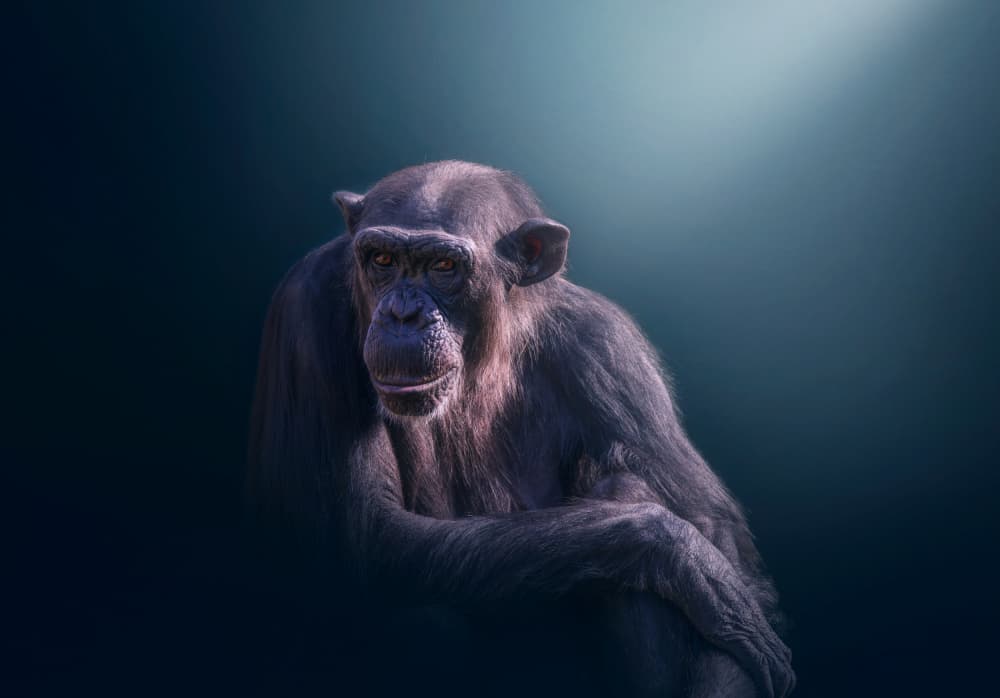 Chimpanzee's Gaze by joanaduenas — canvas wall art